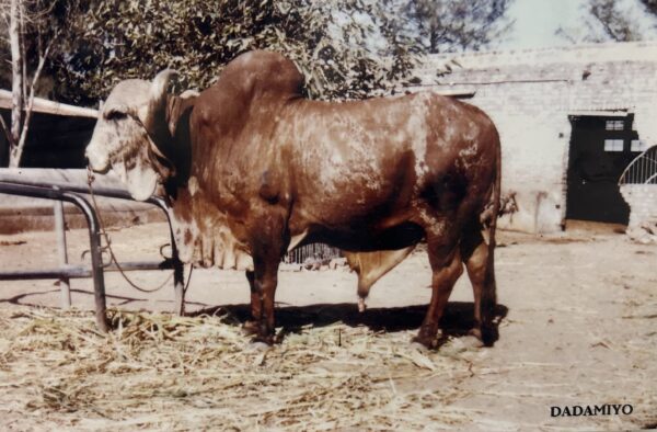 Dadimyo