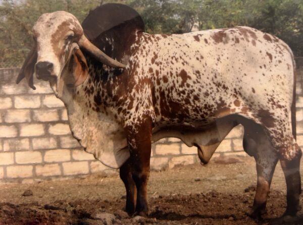 Gitano