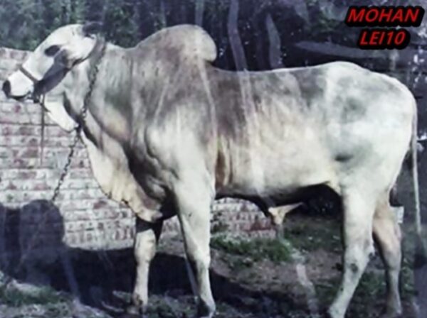 Mohan